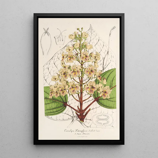 Catalpa Kaempferi - Charles Antoine Lemaire — framed artwork on a wall