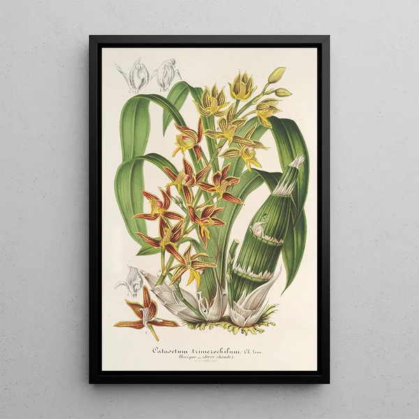 Reproduction of the painting Catasetum trimerochilum - Charles Antoine Lemaire