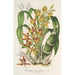 Reproduction of the painting Catasetum trimerochilum - Charles Antoine Lemaire