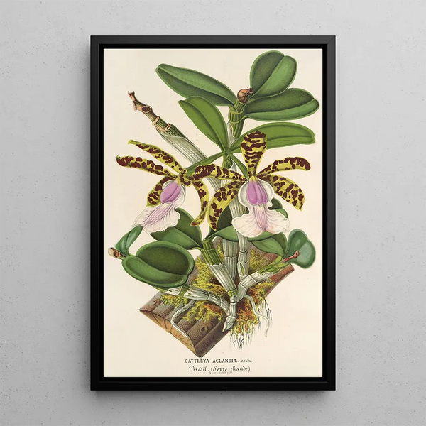Reproduction of the painting Cattleya Aclandiae - Charles Antoine Lemaire