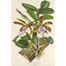Reproduction of the painting Cattleya Aclandiae - Charles Antoine Lemaire