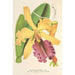 Cattleya Dowiana - Charles Antoine Lemaire — artwork view