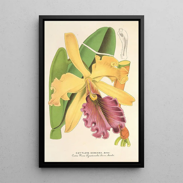 Cattleya Dowiana - Charles Antoine Lemaire — framed artwork on a wall