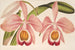 Cattleya Eldorado splendens - Charles Antoine Lemaire — artwork view