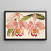 Cattleya Eldorado splendens - Charles Antoine Lemaire — framed artwork on a wall
