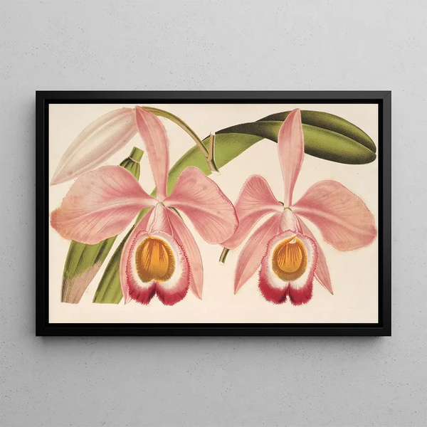 Cattleya Eldorado splendens - Charles Antoine Lemaire — framed artwork on a wall