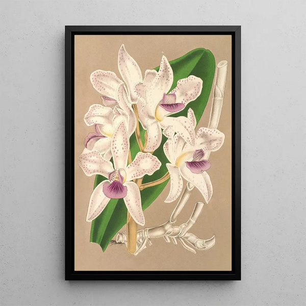 Cattleya amethystoglossa - Charles Antoine Lemaire — framed artwork on a wall