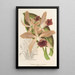 Reproduction of the painting Cattleya elegans Ch. Morren - Charles Antoine Lemaire