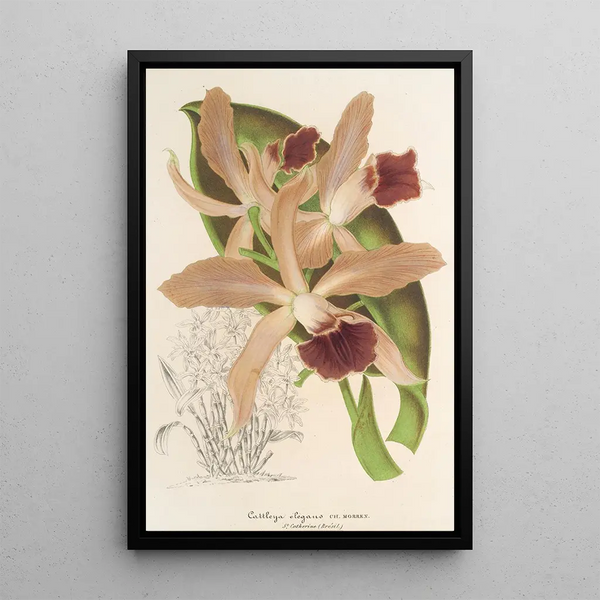 Reproduction of the painting Cattleya elegans Ch. Morren - Charles Antoine Lemaire