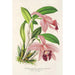 Cattleya pumila - Charles Antoine Lemaire — artwork view