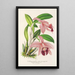 Cattleya pumila - Charles Antoine Lemaire — framed artwork on a wall