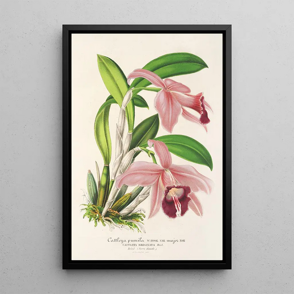 Cattleya pumila - Charles Antoine Lemaire — framed artwork on a wall