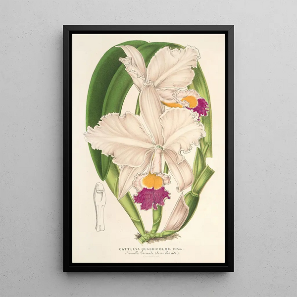 Cattleya quadricolor - Charles Antoine Lemaire — framed artwork on a wall