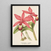 Reproduction of the painting Cattleya superba var. splendens - Charles Antoine Lemaire