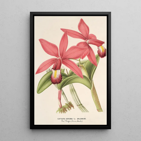 Reproduction of the painting Cattleya superba var. splendens - Charles Antoine Lemaire