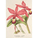 Reproduction of the painting Cattleya superba var. splendens - Charles Antoine Lemaire