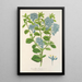 Reproduction of the painting Ceanothus elegans - Charles Antoine Lemaire