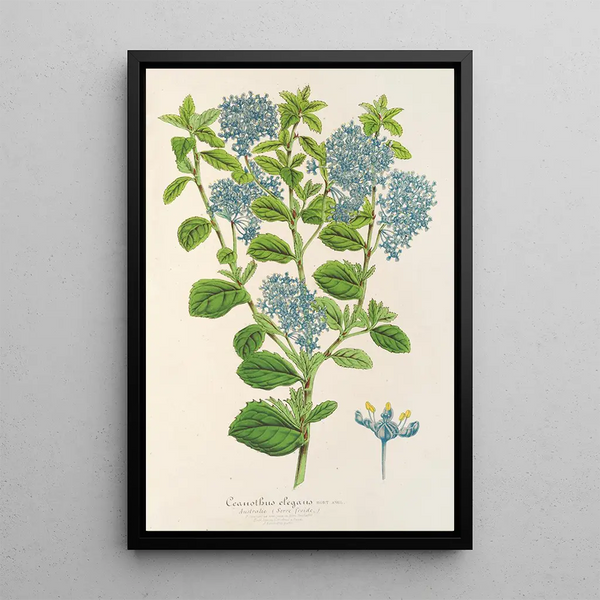 Reproduction of the painting Ceanothus elegans - Charles Antoine Lemaire