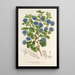 Reproduction of the painting Ceanothus floribundus - Charles Antoine Lemaire