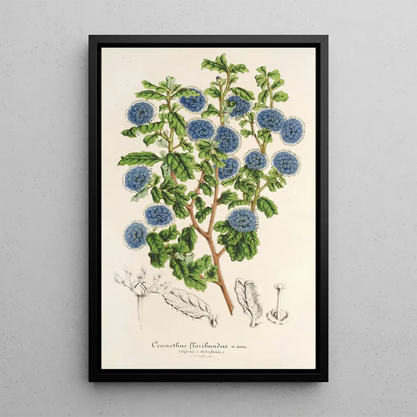 Reproduction of the painting Ceanothus floribundus - Charles Antoine Lemaire