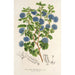 Reproduction of the painting Ceanothus floribundus - Charles Antoine Lemaire