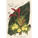 Centrosolenia bullata Episcia tessellata - Charles Antoine Lemaire — artwork view