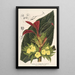 Centrosolenia bullata Episcia tessellata - Charles Antoine Lemaire — framed artwork on a wall