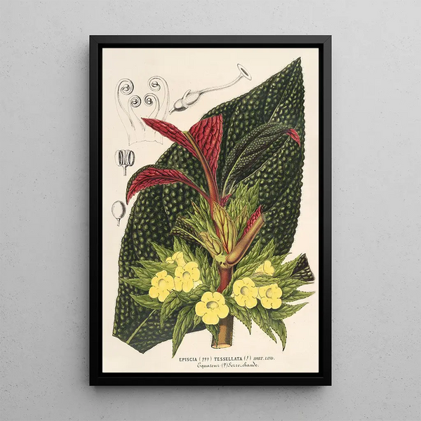 Centrosolenia bullata Episcia tessellata - Charles Antoine Lemaire — framed artwork on a wall