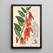 Ceratostema speciosum - Charles Antoine Lemaire — framed artwork on a wall