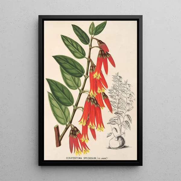 Ceratostema speciosum - Charles Antoine Lemaire — framed artwork on a wall