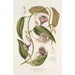 Ceropegia Gardneri Thwaites - Charles Antoine Lemaire — artwork view