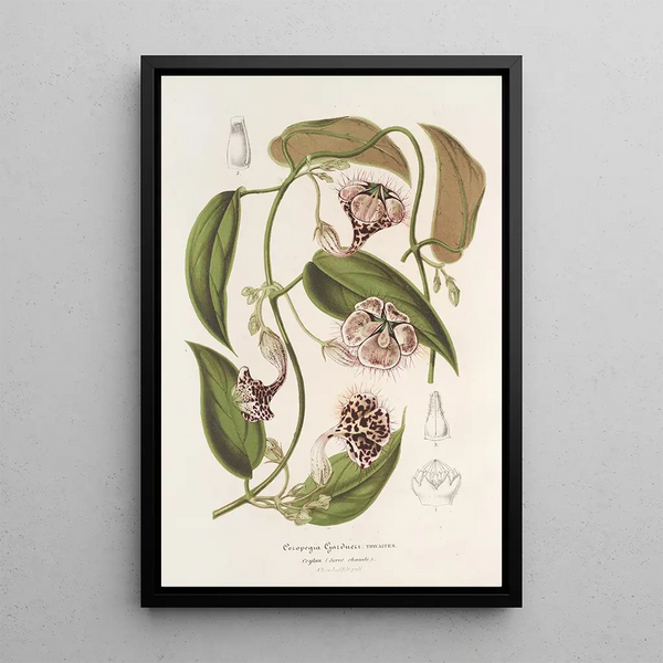 Ceropegia Gardneri Thwaites - Charles Antoine Lemaire — framed artwork on a wall