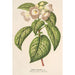 Reproduction of the painting Chirita lilacina - Charles Antoine Lemaire