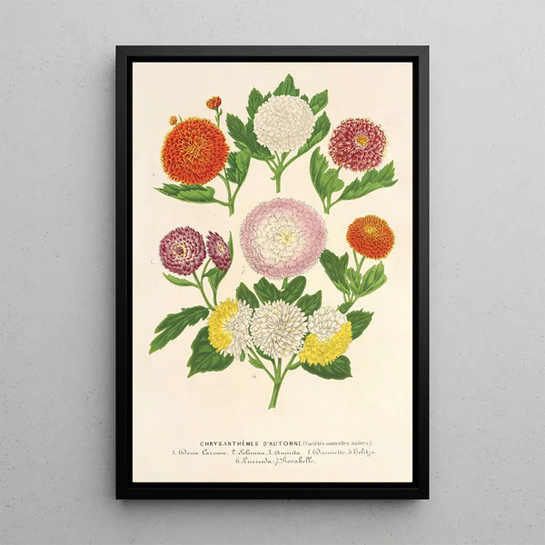 Chrysanthemums of autumn, dwarf varieties - Charles Antoine Lemaire — framed artwork on a wall