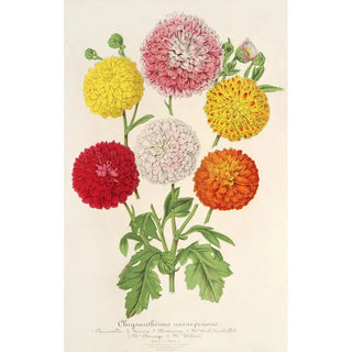 Charles Antoine Lemaire - Chrysanthmes des jardins nains et prcoces.webp