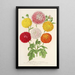 Chrysanthemums of Dwarf and Early Gardens - Charles Antoine Lemaire — framed artwork on a wall