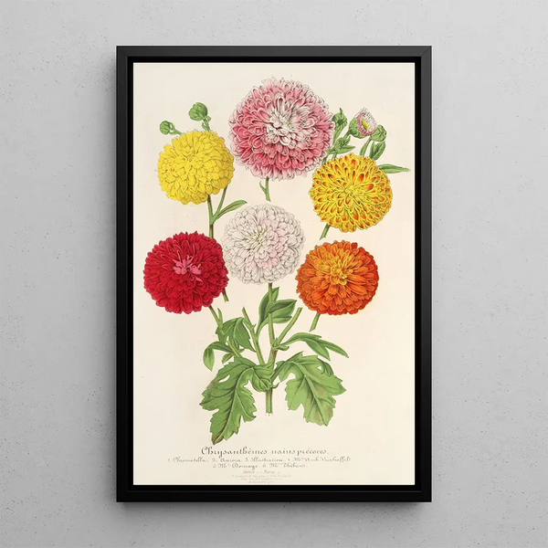 Chrysanthemums of Dwarf and Early Gardens - Charles Antoine Lemaire — framed artwork on a wall
