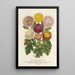 Reproduction of the painting Chrysanthemums dwarfs of autumn - Charles Antoine Lemaire