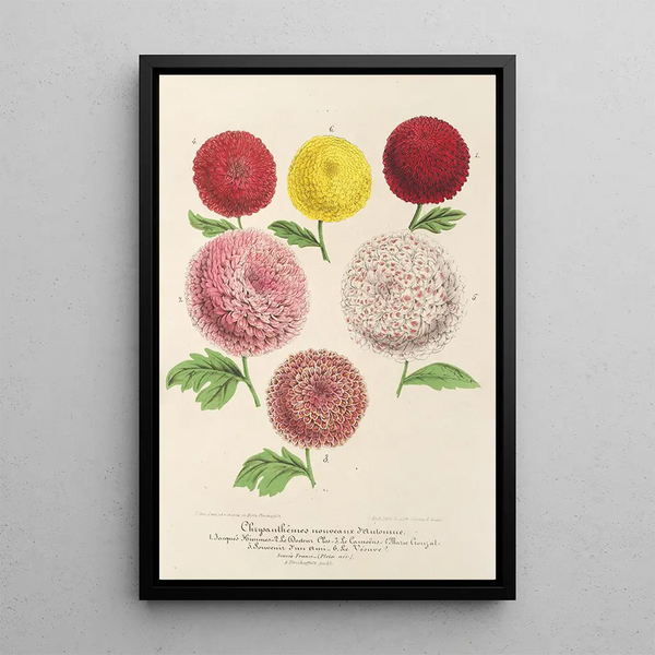 Reproduction of the painting Chrysanthemums dwarf new autumn - Charles Antoine Lemaire