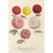 Reproduction of the painting Chrysanthemums dwarf new autumn - Charles Antoine Lemaire