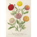 Chrysanthèmes nains précoces - Charles Antoine Lemaire — artwork view