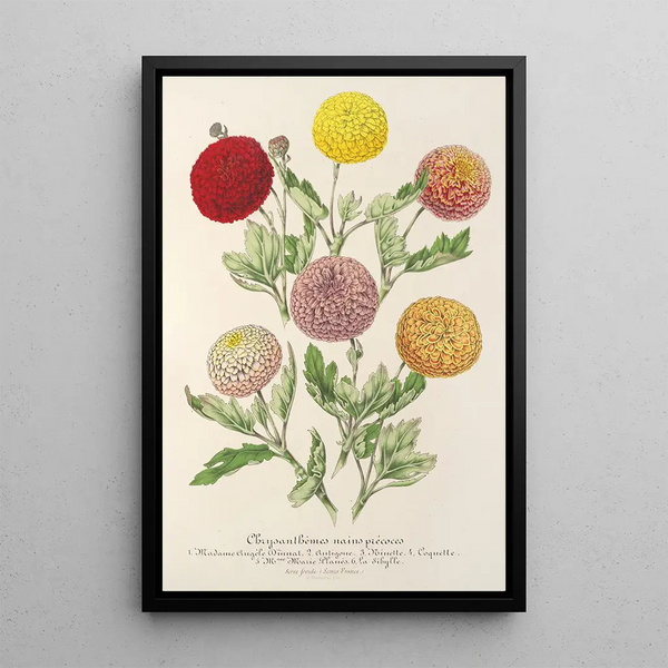 Chrysanthèmes nains précoces - Charles Antoine Lemaire — framed artwork on a wall