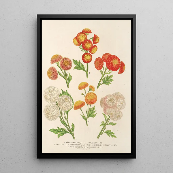 Reproduction of the painting Chrysanthemums new Lilliputiens - Charles Antoine Lemaire