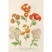 Reproduction of the painting Chrysanthemums new Lilliputiens - Charles Antoine Lemaire