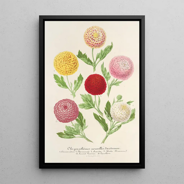 Chrysanthemums new autumn - Charles Antoine Lemaire — framed artwork on a wall