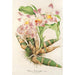 Reproduction of the painting Chysis Limminghei - Charles Antoine Lemaire