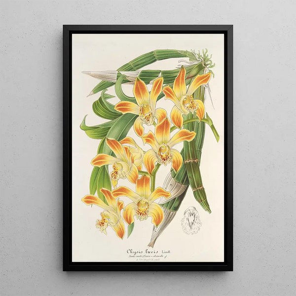 Chysis lævis - Charles Antoine Lemaire — framed artwork on a wall