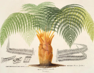 Cibotium royal - Charles Antoine Lemaire — artwork view