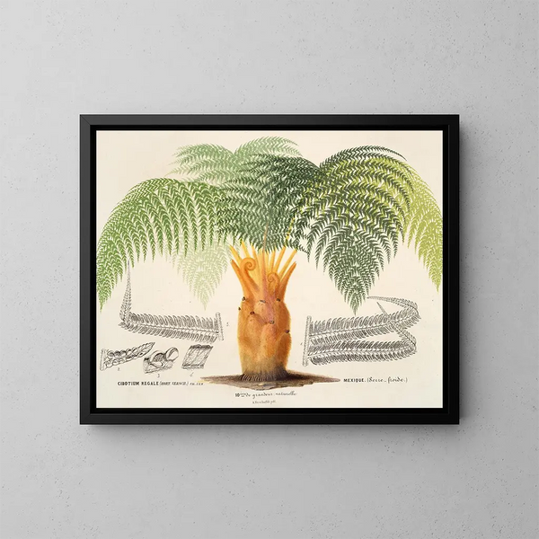 Cibotium royal - Charles Antoine Lemaire — framed artwork on a wall