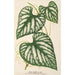 Cissus Lindeni - Charles Antoine Lemaire — artwork view